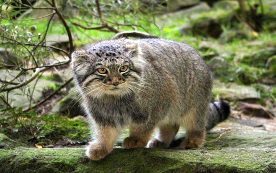 Leopardus Jacobitus