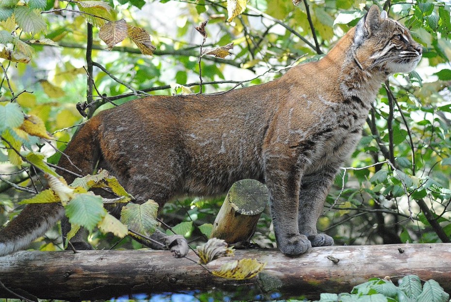 Кот Манул