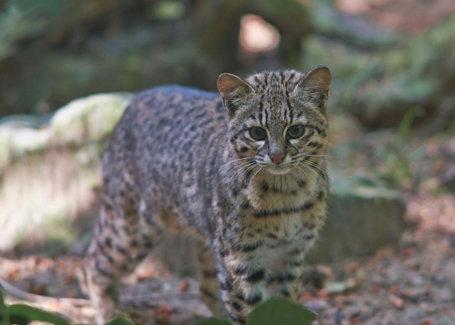Евразийская Рысь Lynx Lynx