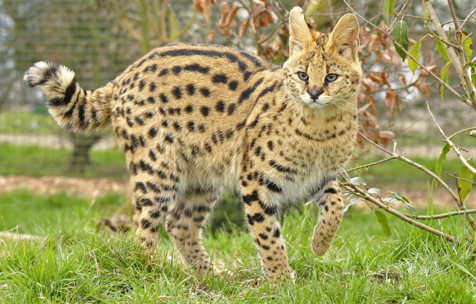 Андская Горная кошка