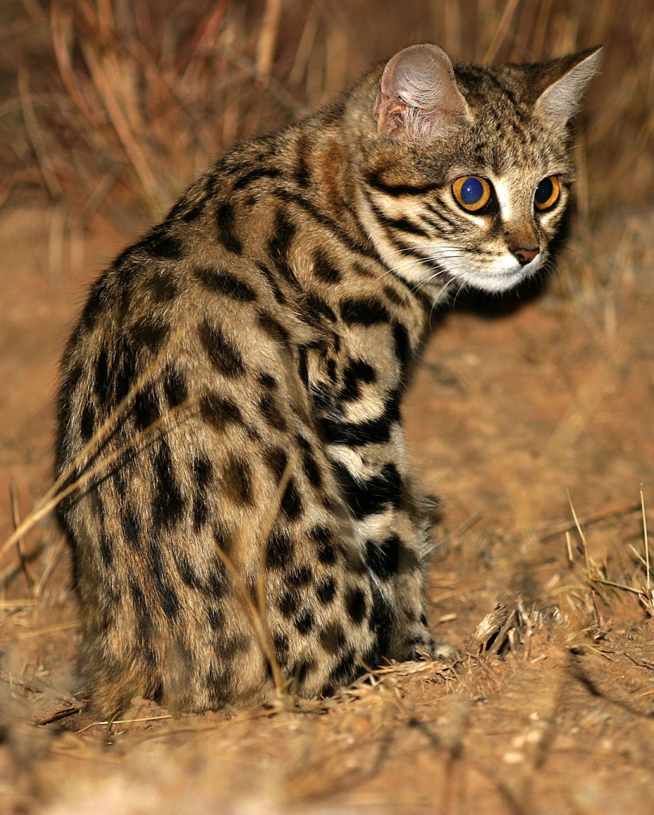 Рыжая пятнистая кошка Prionailurus rubiginosus