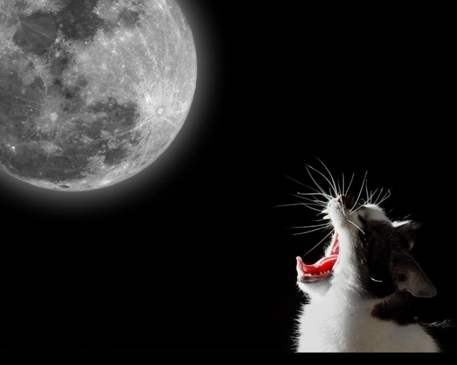 Котик воет на луну