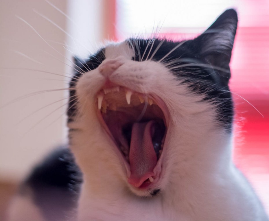Кошачьи вопли