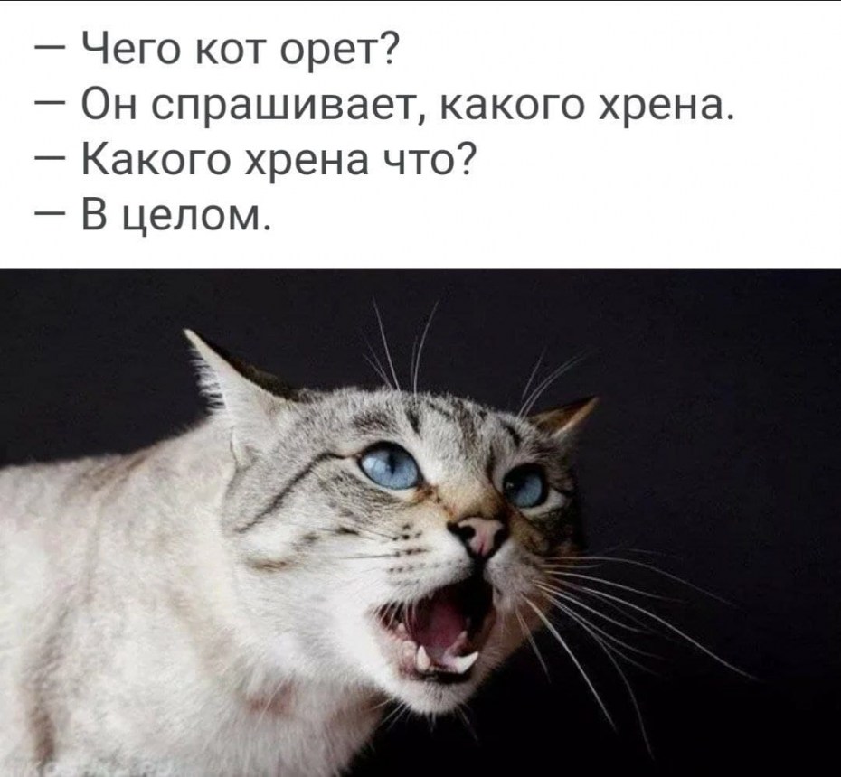 Котик кричит