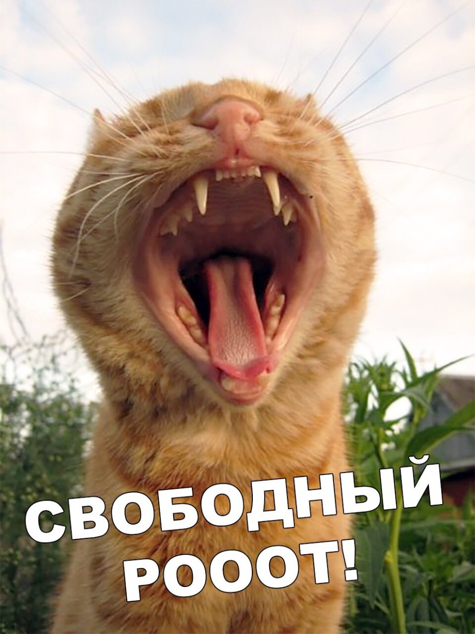Орущие коты