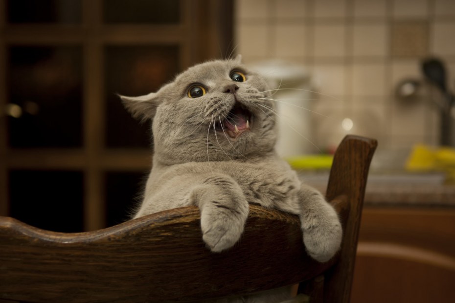 Кричащий кот