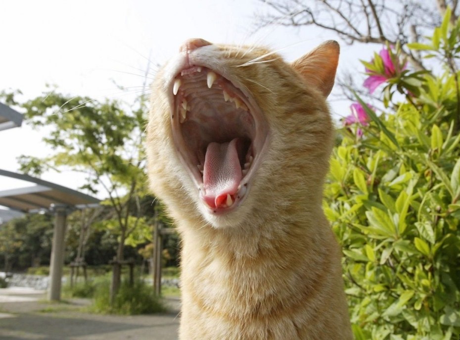 Кричащий кот