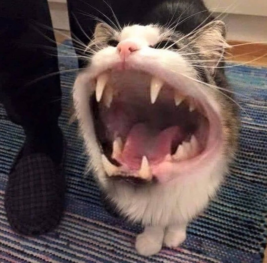 Кричащие коты