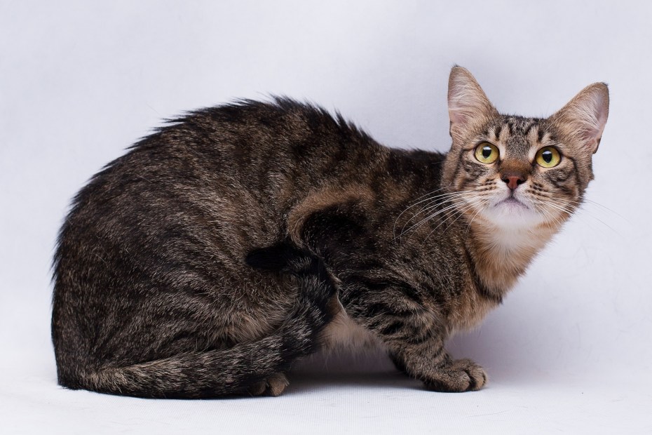Tortoiseshell Cat порода