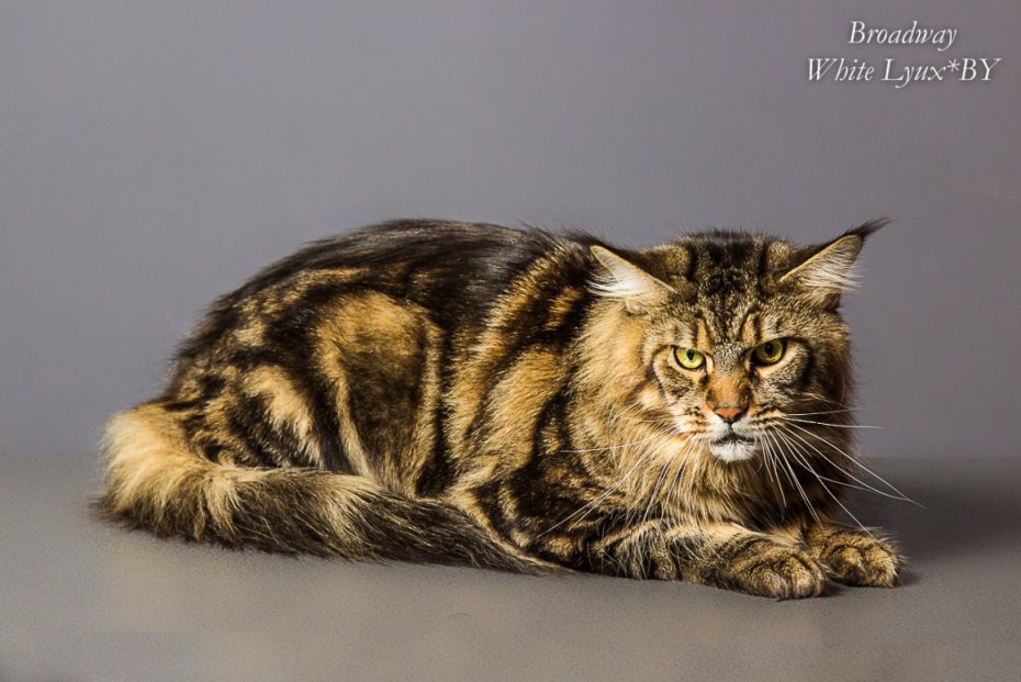 Бенгальский котенок Клайд