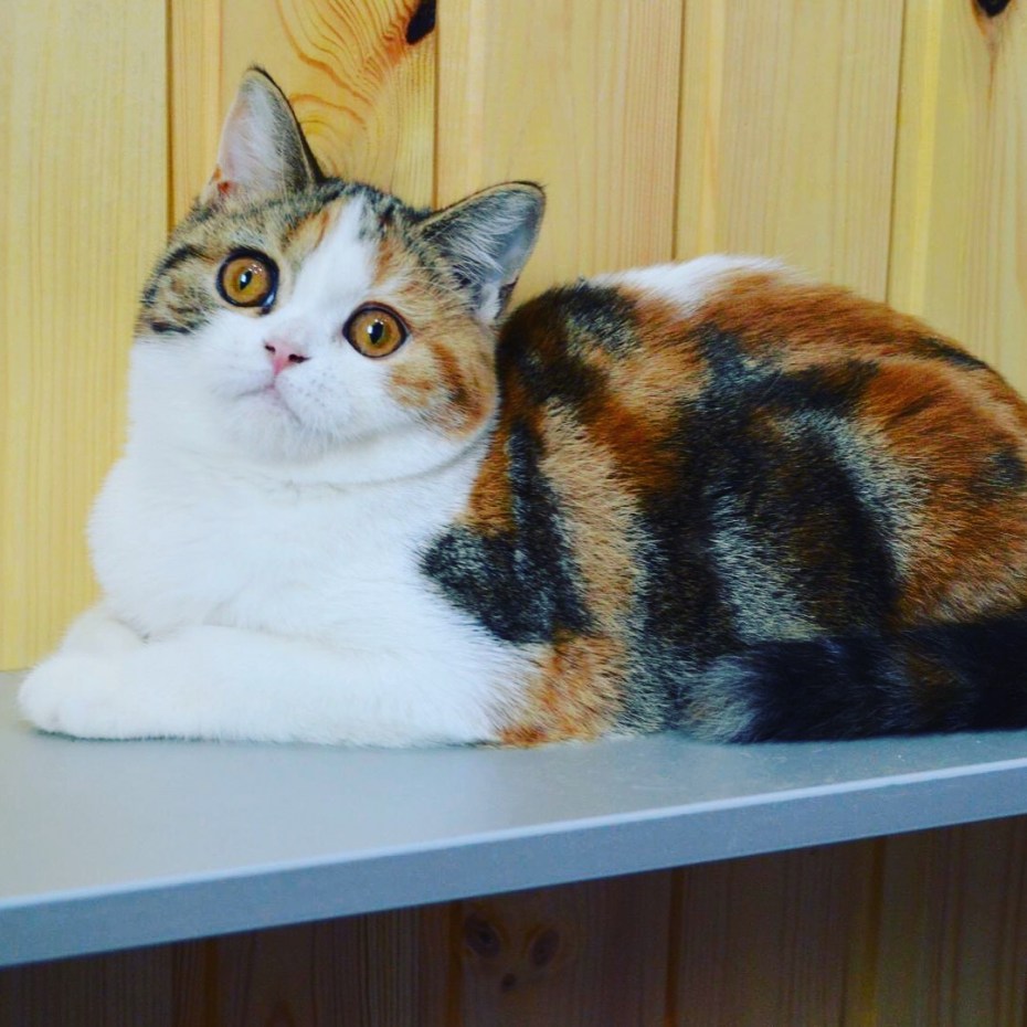 Черепаховый мраморный шотландский кот