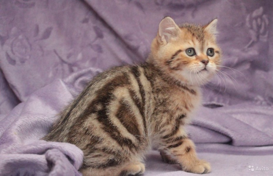 Бенгальский кот полосатый