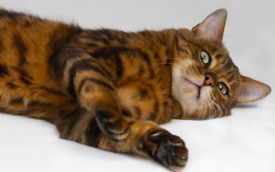 Лежачий кот