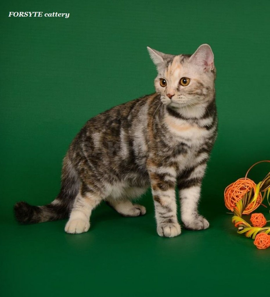 Tortoiseshell tabby Cat