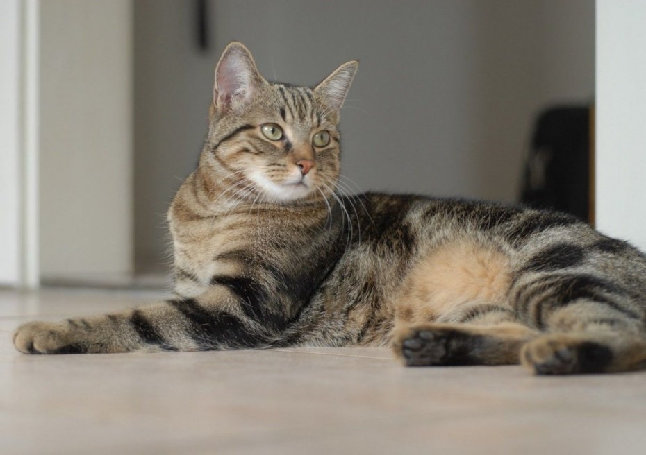 Шотландский скотчштрайд
