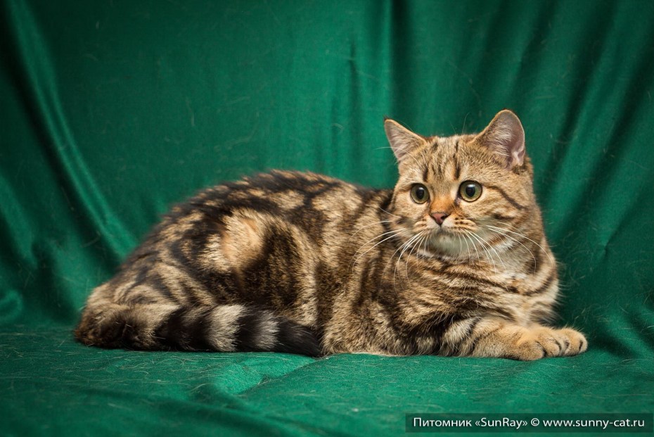 Окрас кошек Tortoiseshell