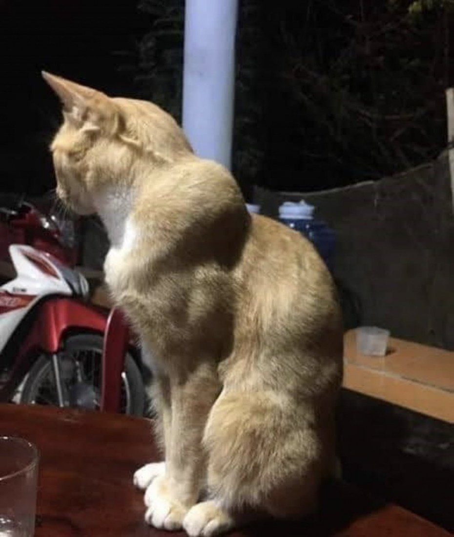 Накаченная кошка