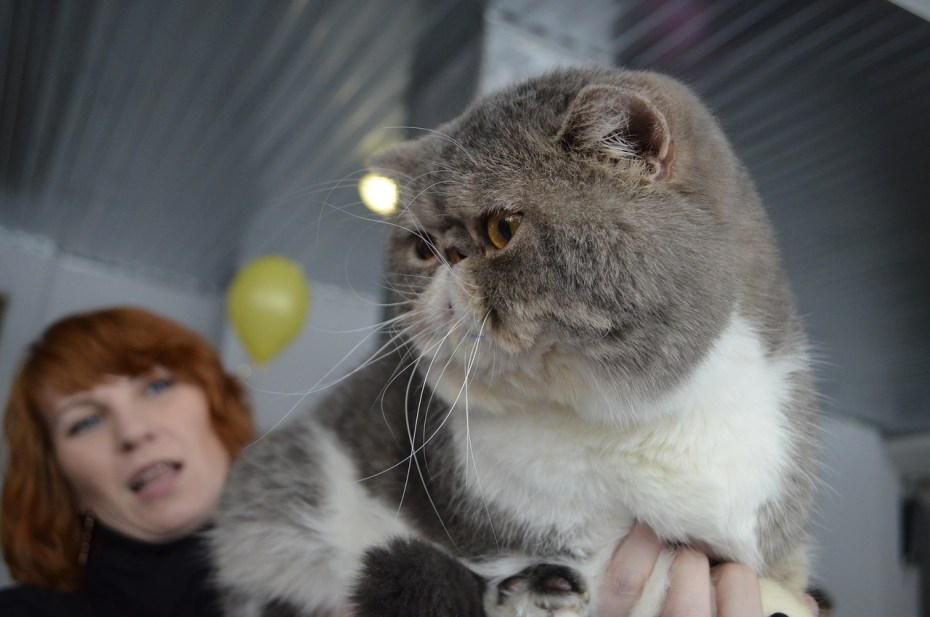 Экзоты выставка котов