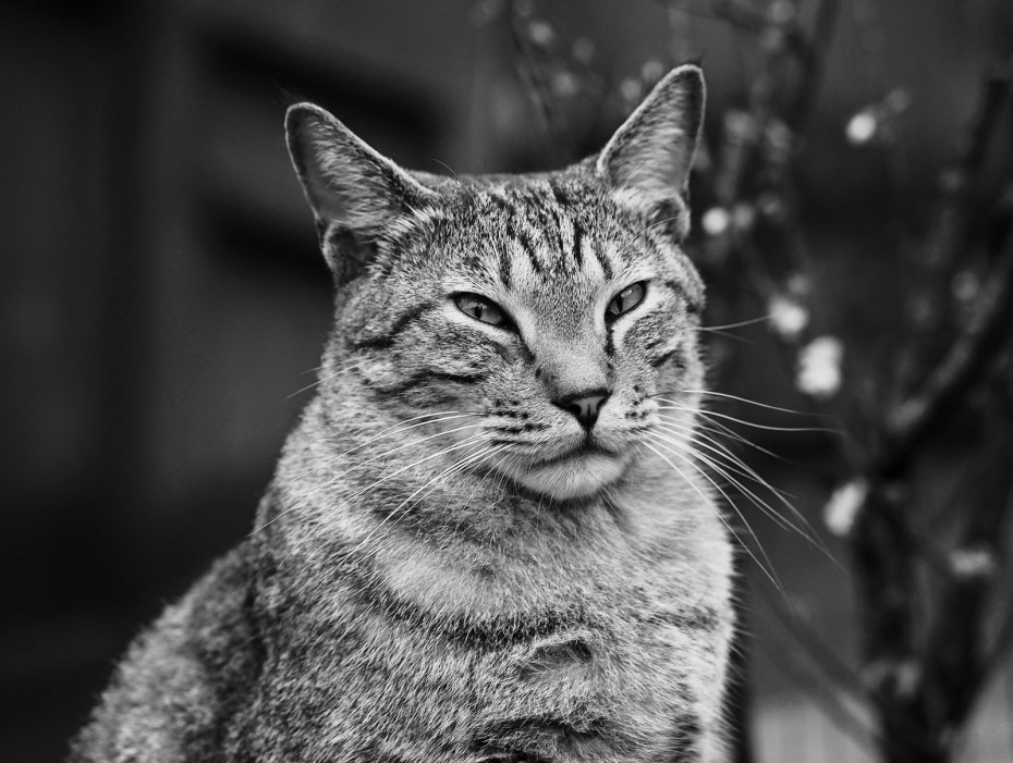 Новый город котов