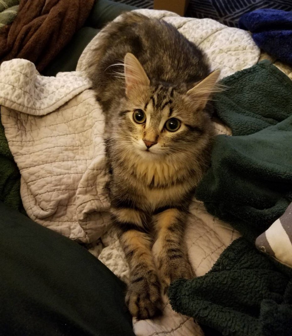 Сильные коты