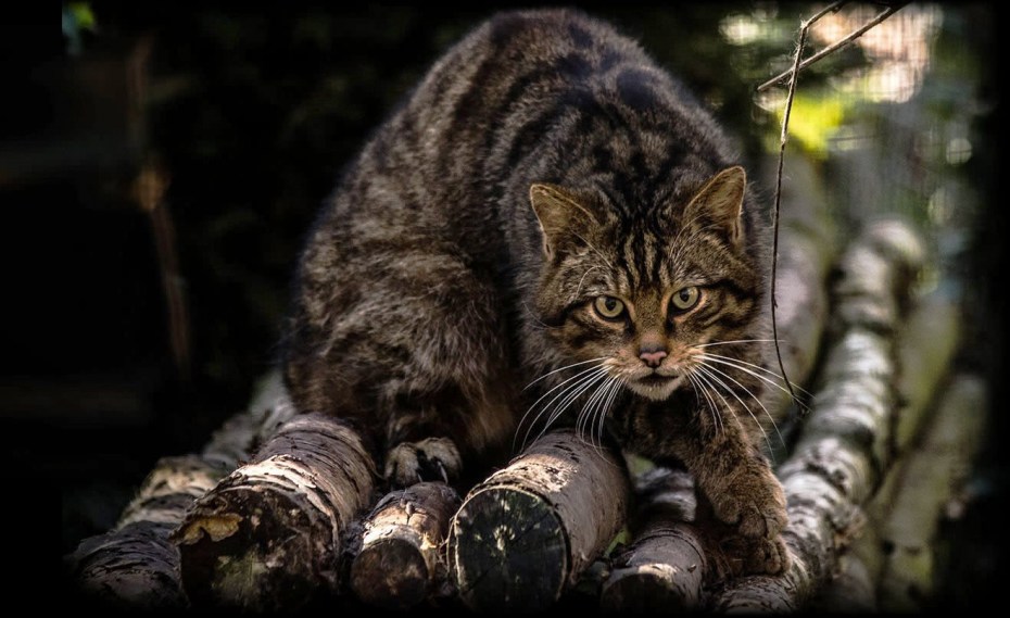 Шотландская Дикая Лесная кошка