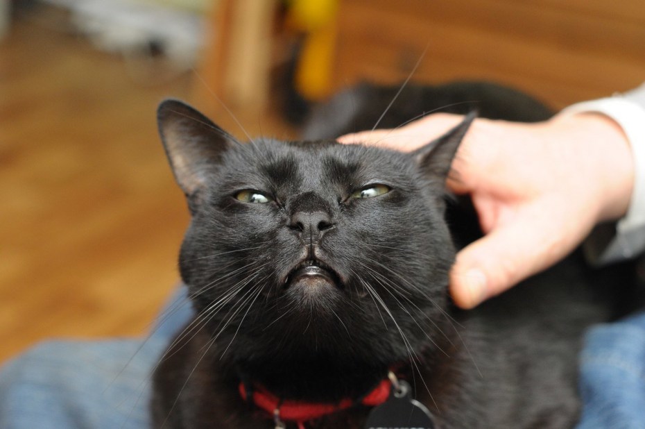 Котика гладят