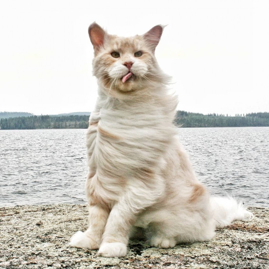 Кот Мейн кун Лотус