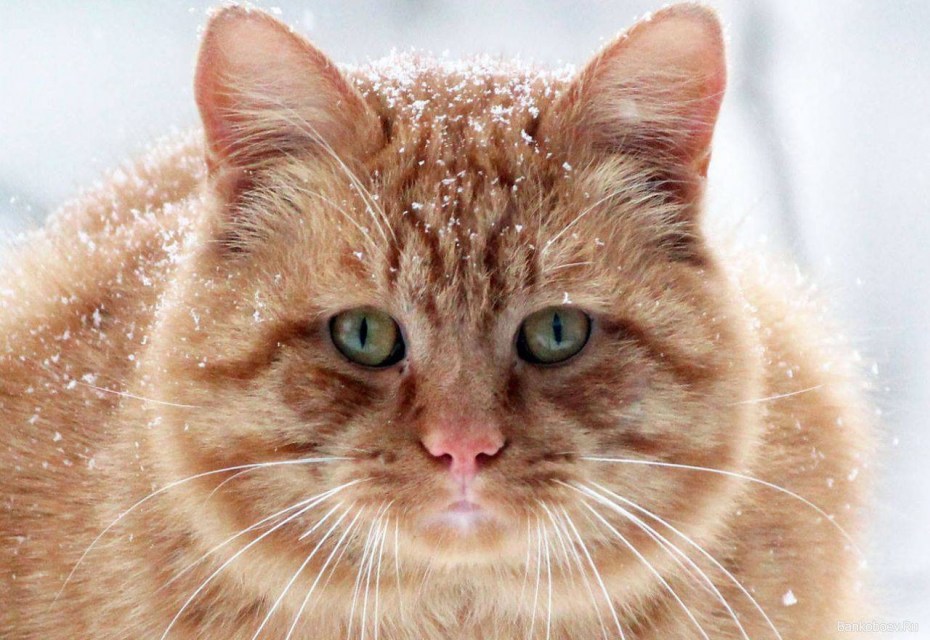 Кот Эталон