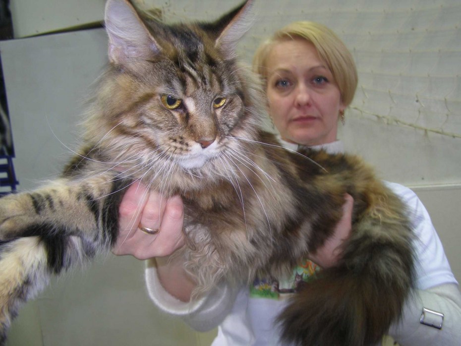 Котята Мейн кун