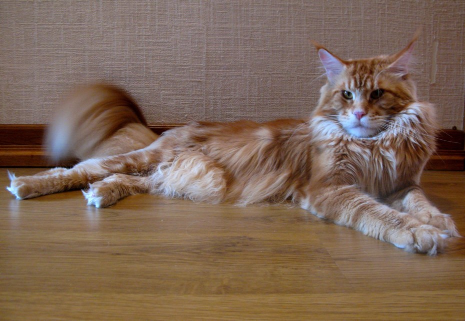 Мейнкун кот