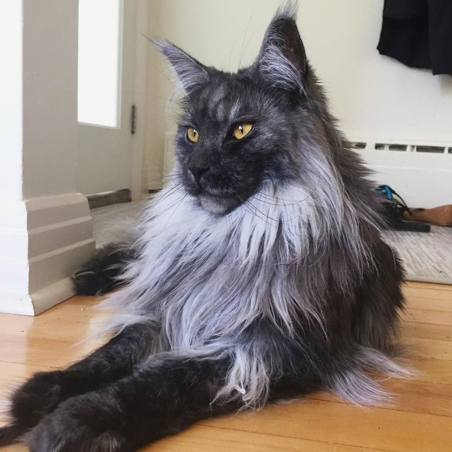 Коты Мейн кун