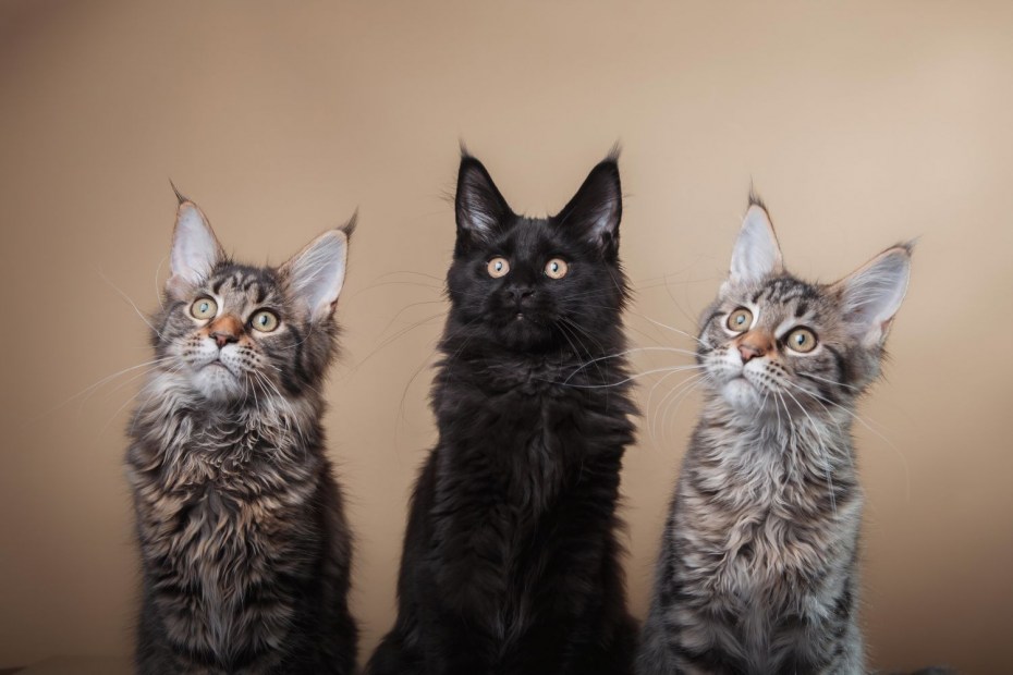 Котята Мейн кун