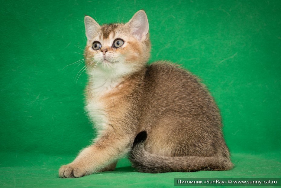 Тикированный шотландский котенок