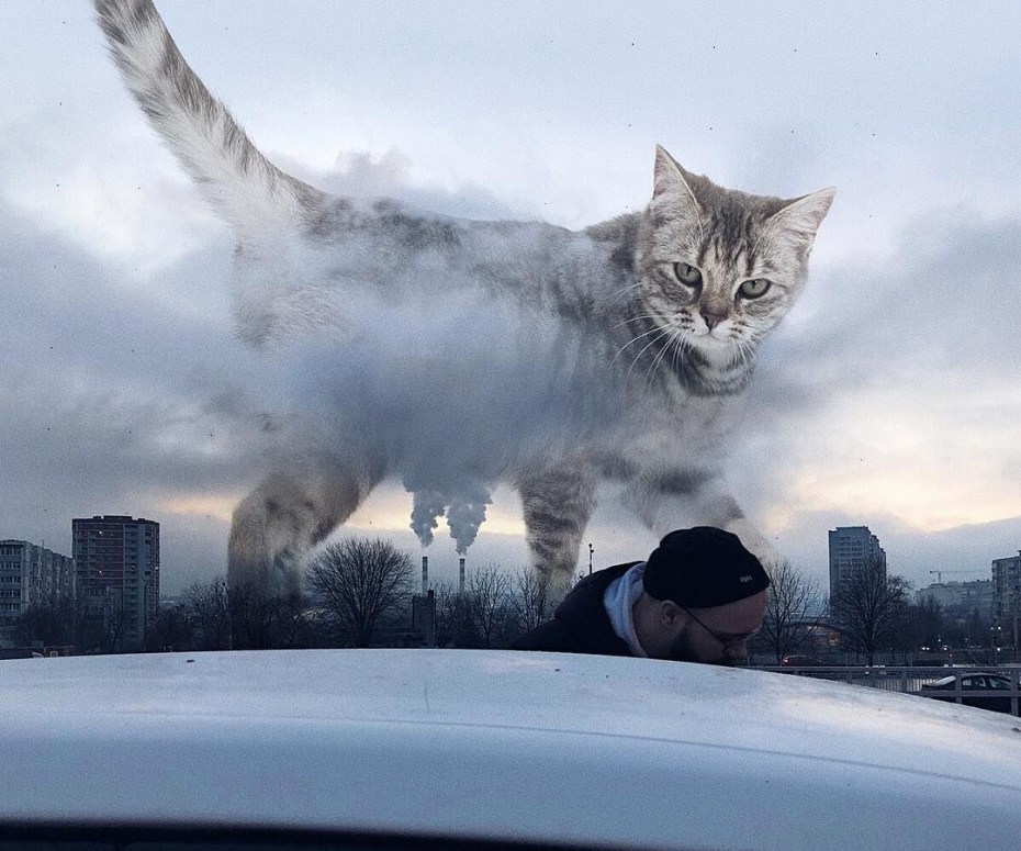 Андрей Щербак художник коты
