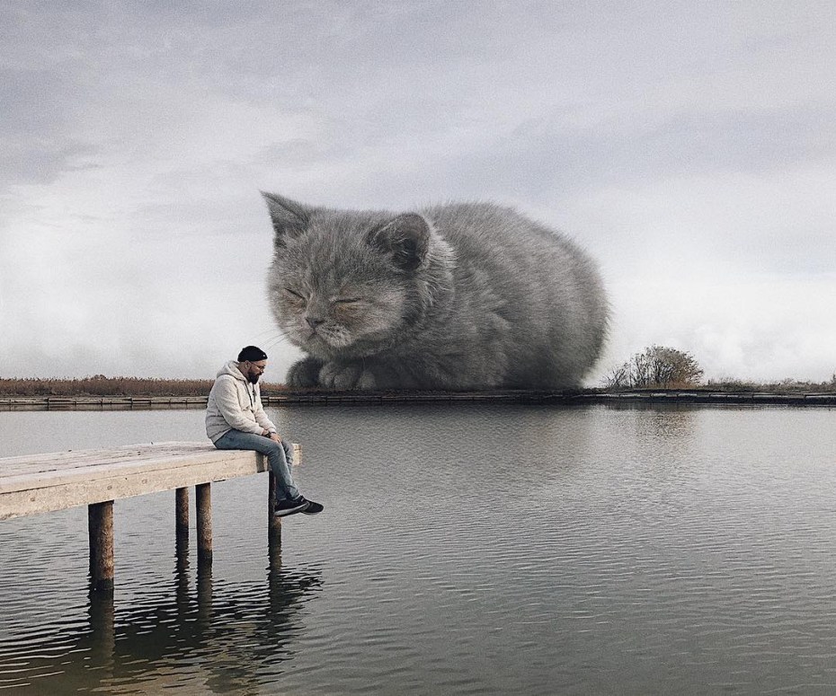 Коты гиганты