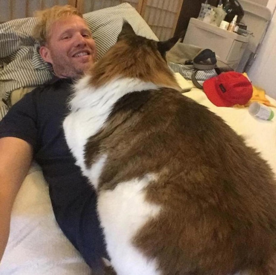 Гигант кошек на картинках
