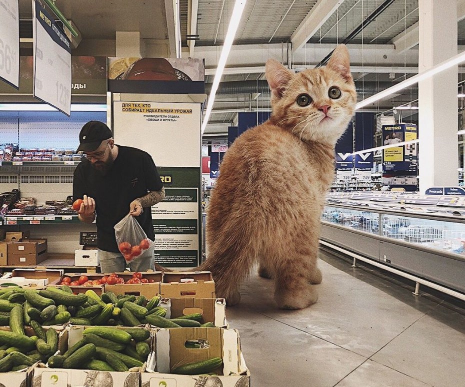 Есть котики большие