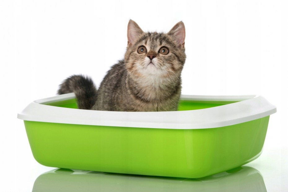 Лоток для кота