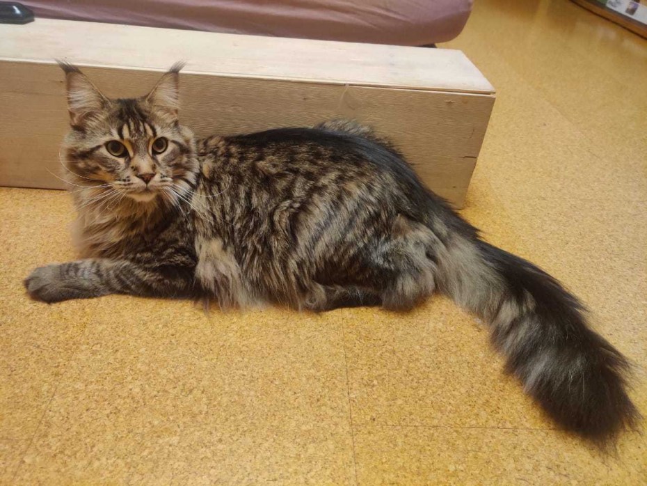 Мейн кун котенок черный