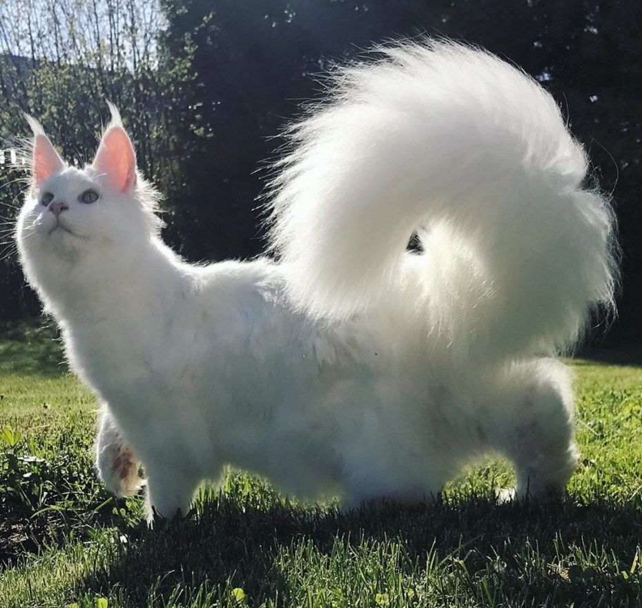Котята Мейн кун красный Солид купить