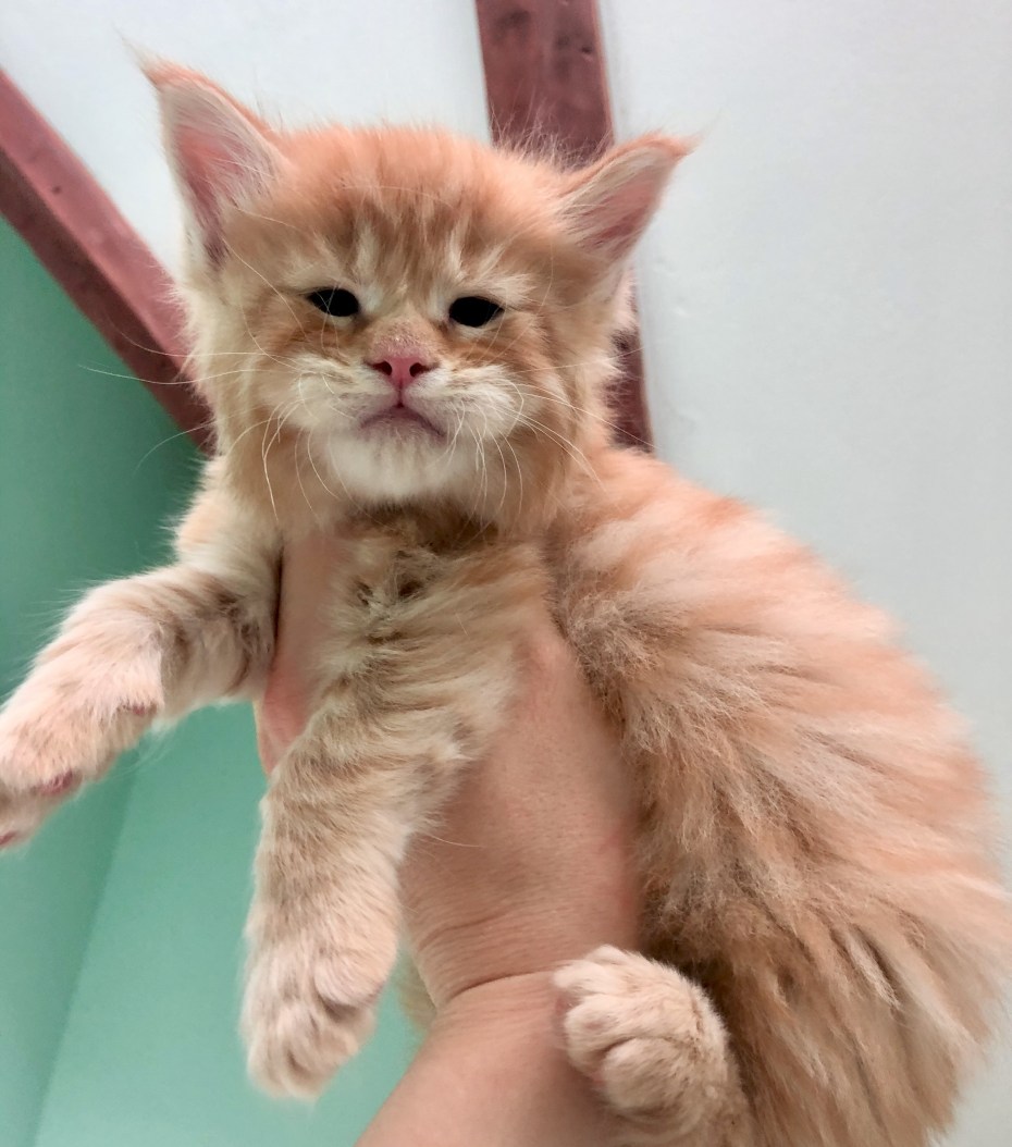 Питомник togetherninelives
