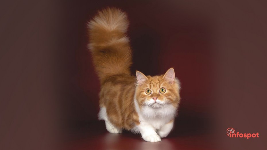 Вася Сибирский кот