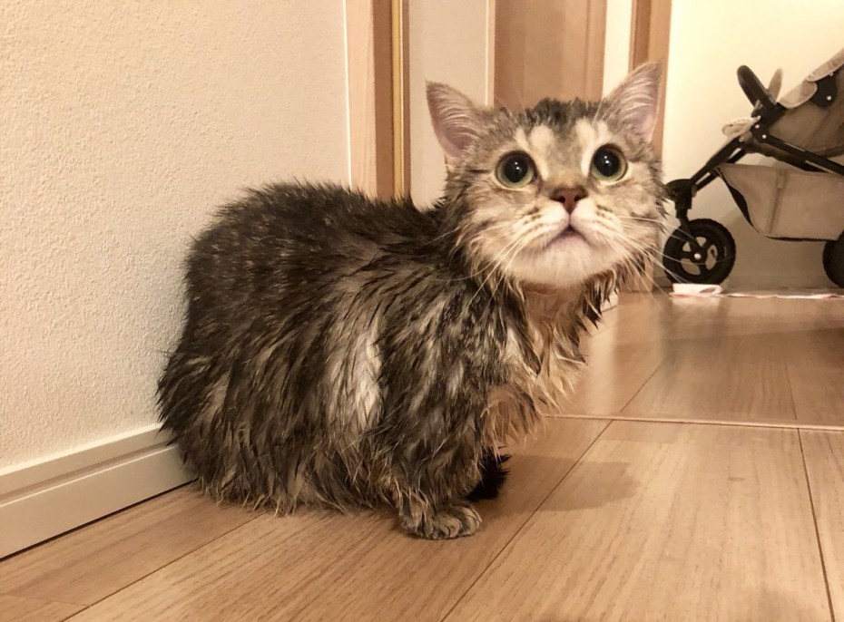 Скоттиш фолд Манчкин