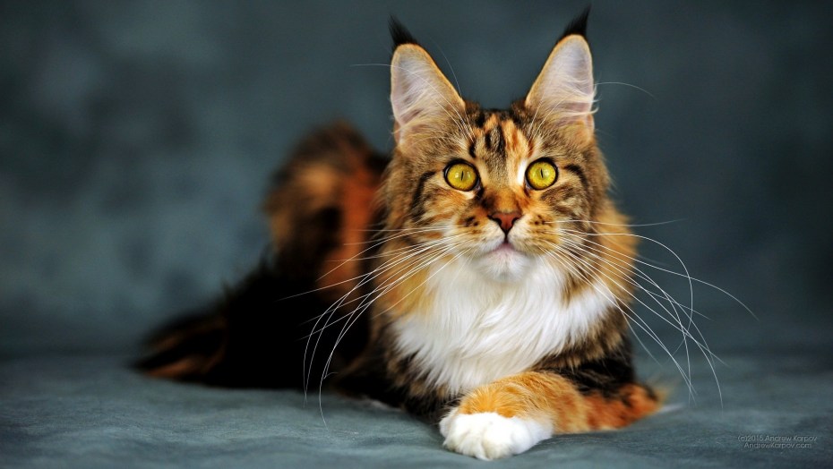 Коты Мейн куны