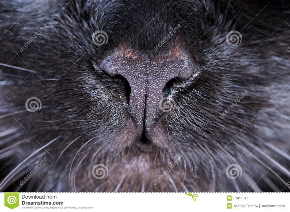 Кот с высунутым языком