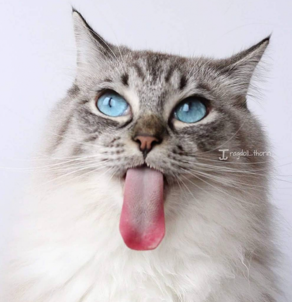 Кошка лакает
