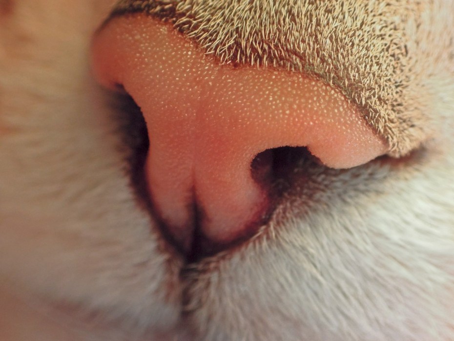 Кот который что то замышляет