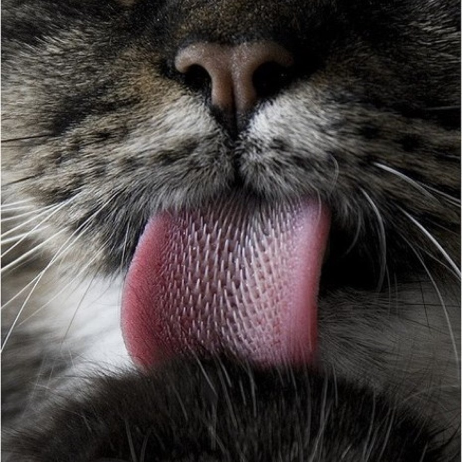 Коты лижутся е