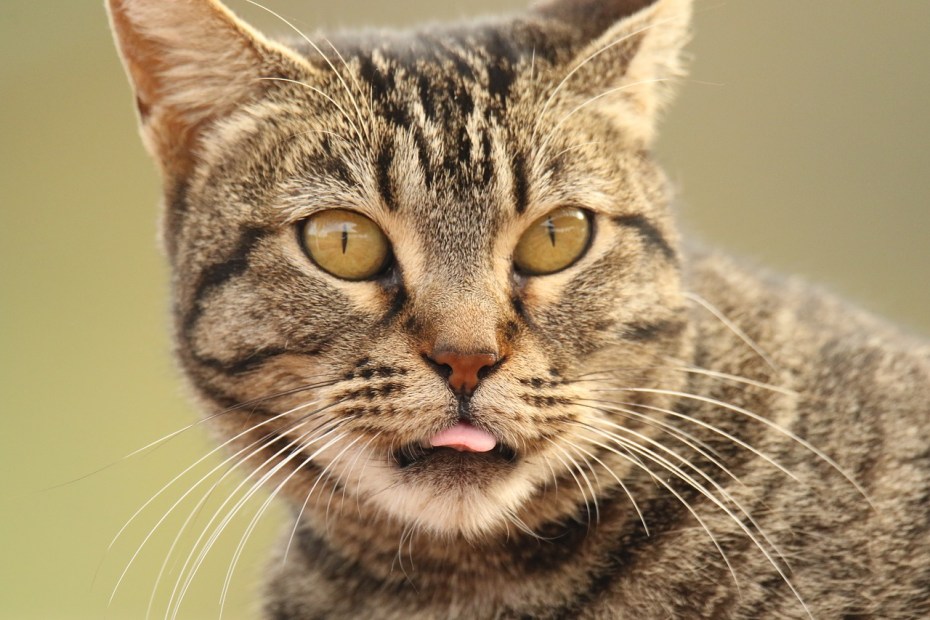 Brush Cat's tongue