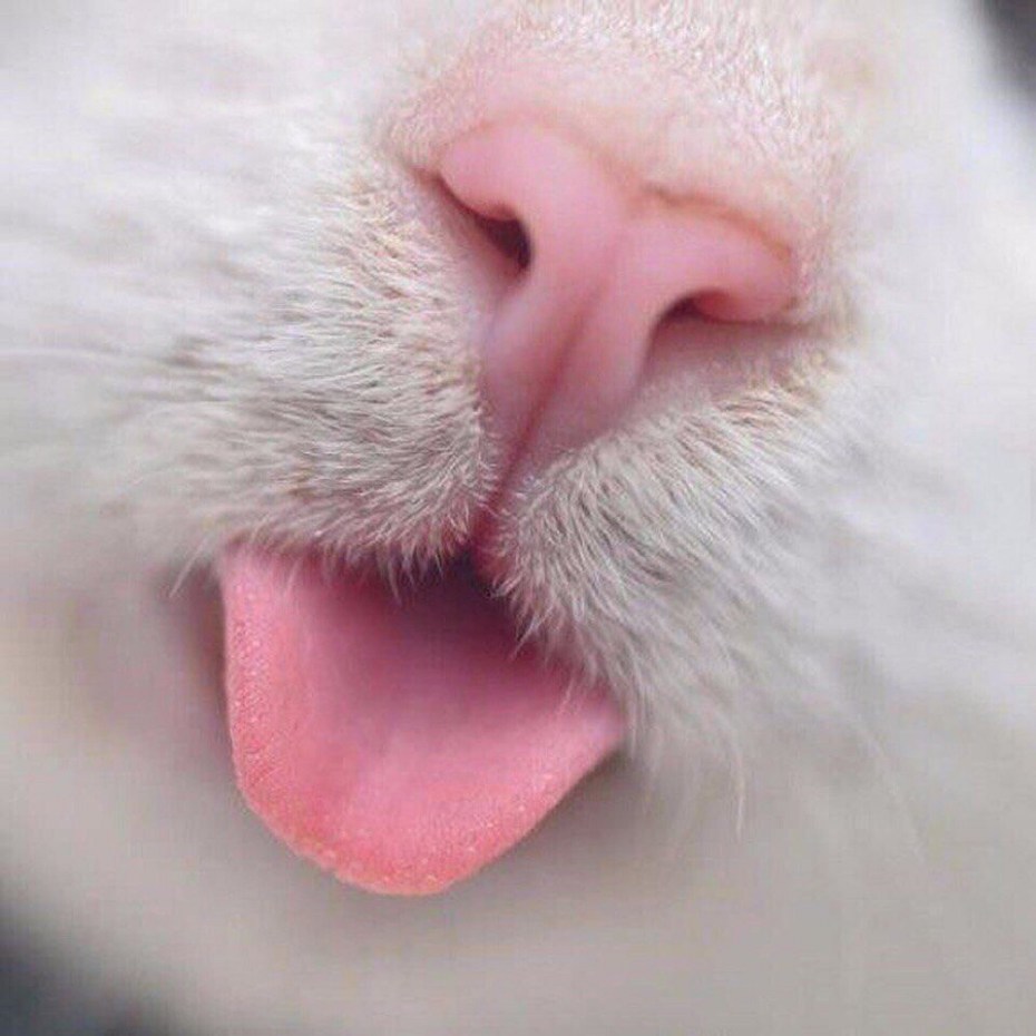 Зубы диких кошек